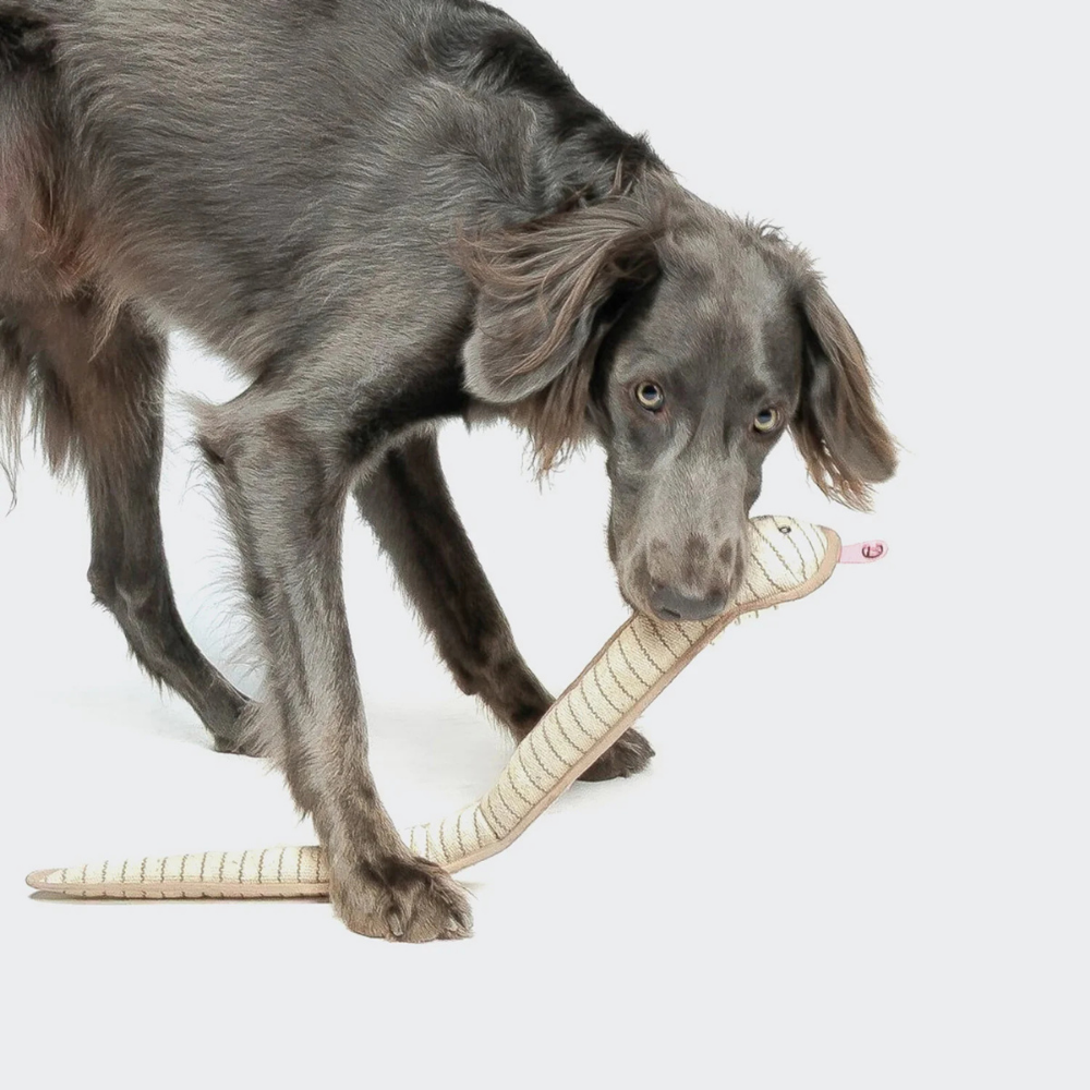 Hund mit Cloud7 Hundespielzeug Schlange Smilla