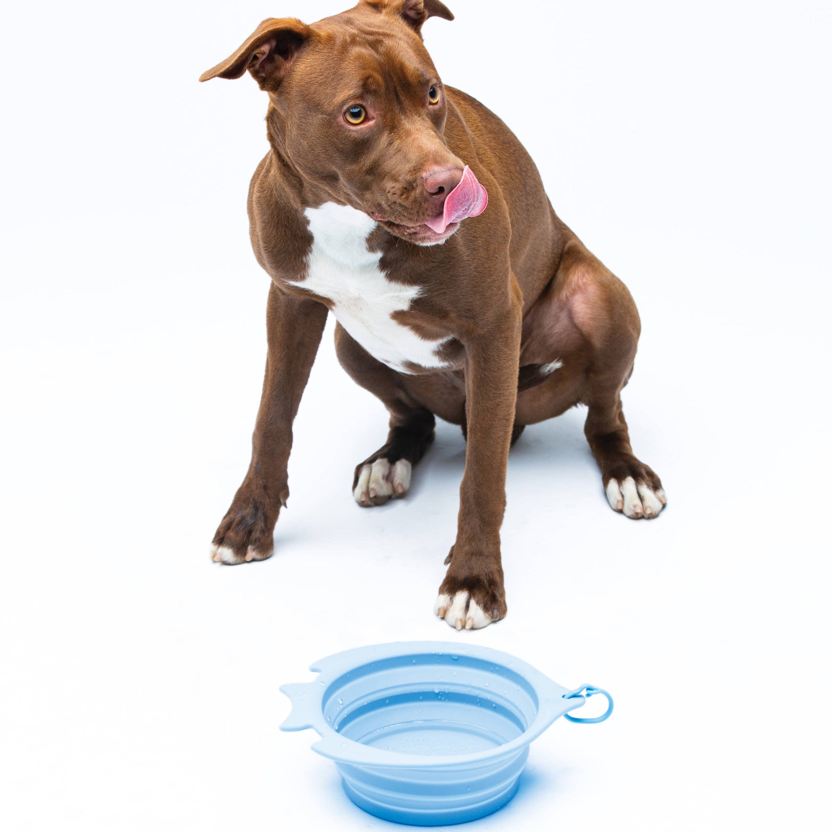 Hund mit Faltbare Reisenapf 1400 ml aus blauem Silikon Fish Bowl - United Pets
