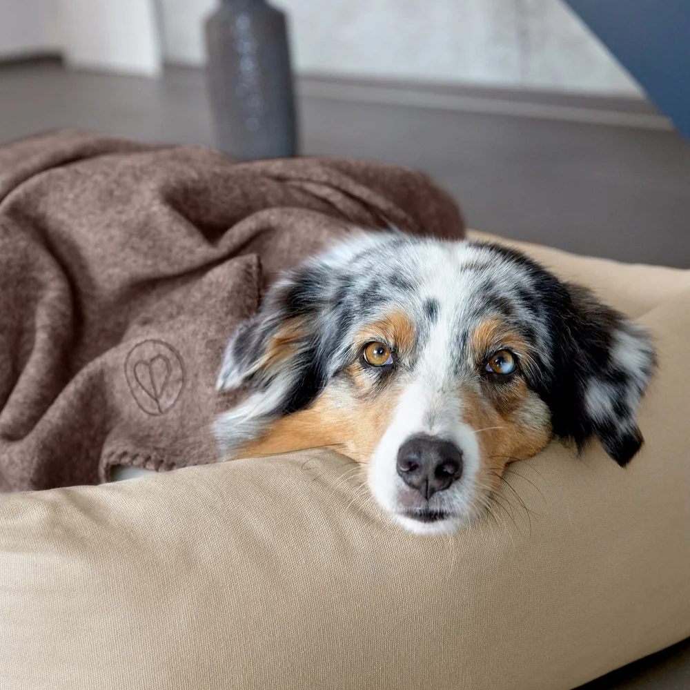 Hund mit Hundedecke Mathilda walnut 70 cm x 90 cm - PALOPA