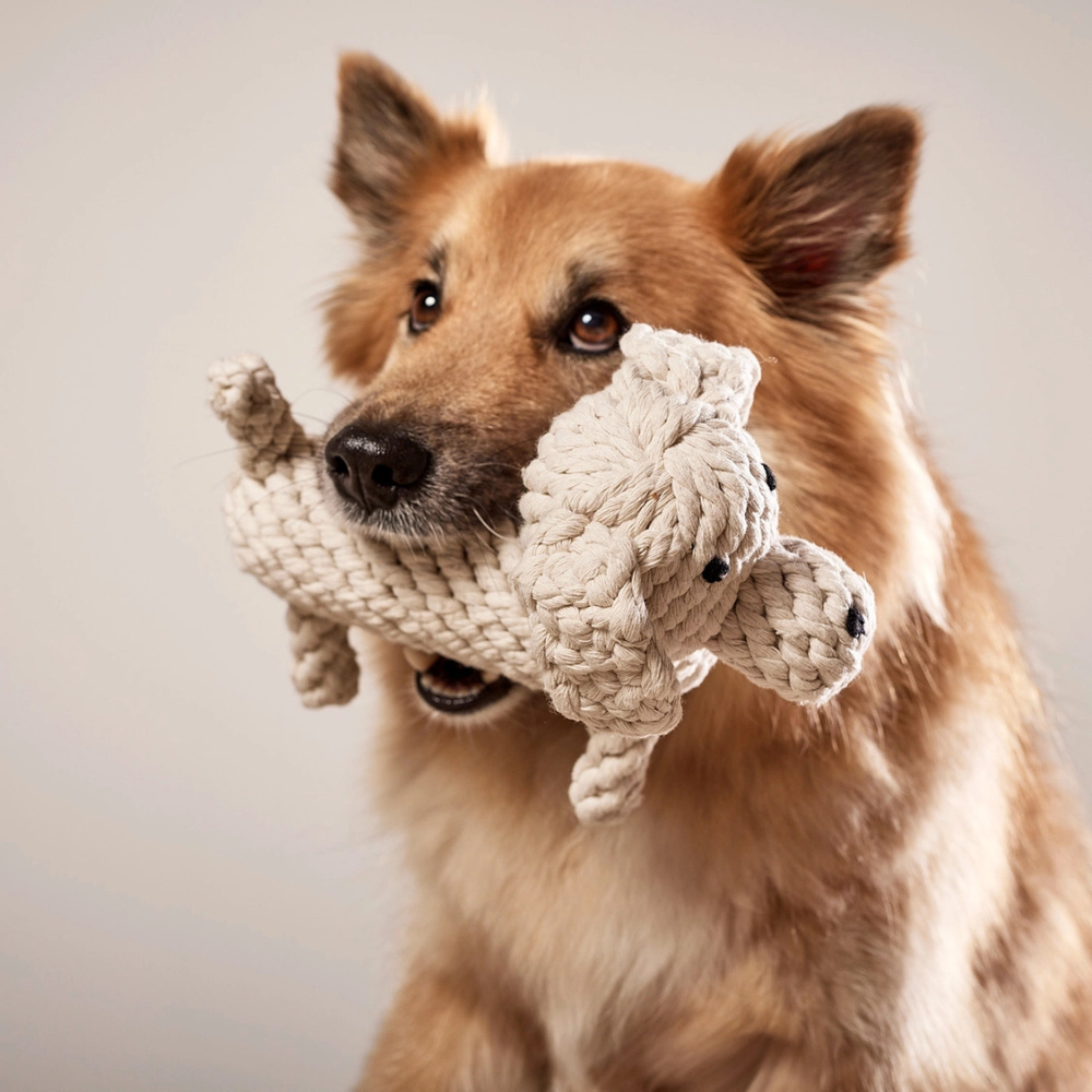 Hund mit Hundekauspielzeug Richie Retriever - LABONI