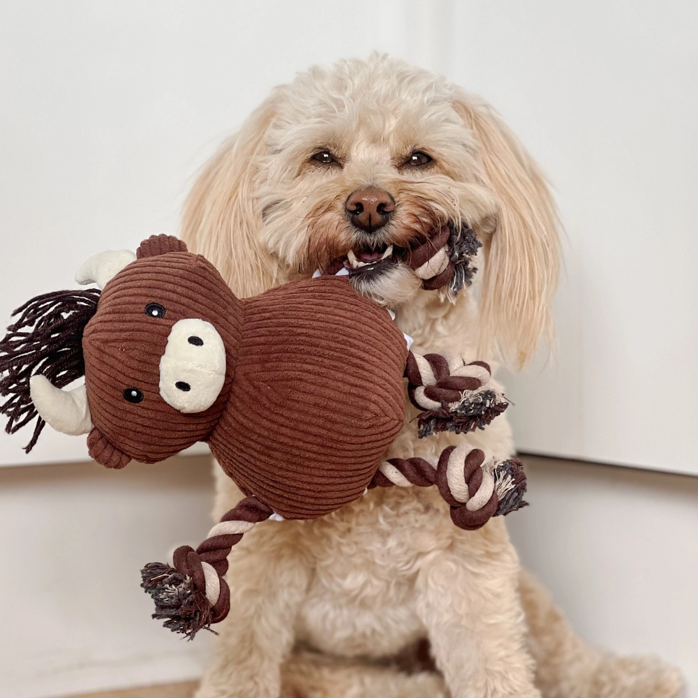 Hund mit Hundespielzeug Highland Cow Harold - Cocopup London