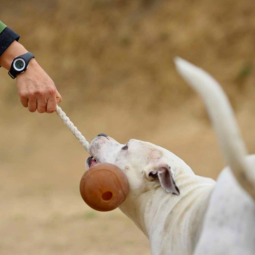 Hund mit Hundespielzeug Rub Ball Rope - retorn