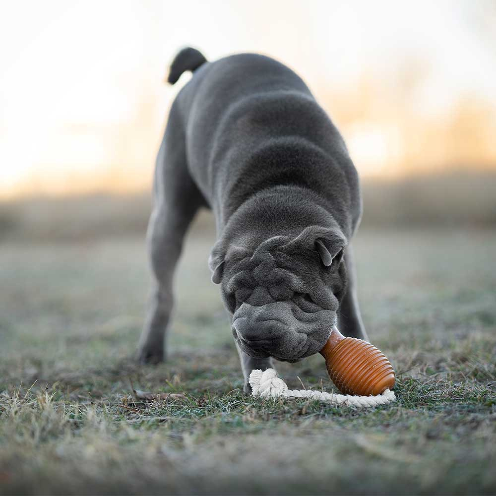 Hund mit Hundespielzeug Rub Bouncy & Rope - retorn