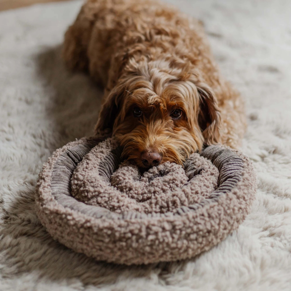 Hund mit Hundespielzeug Schnüffelring SWIRL Taupe - district 70