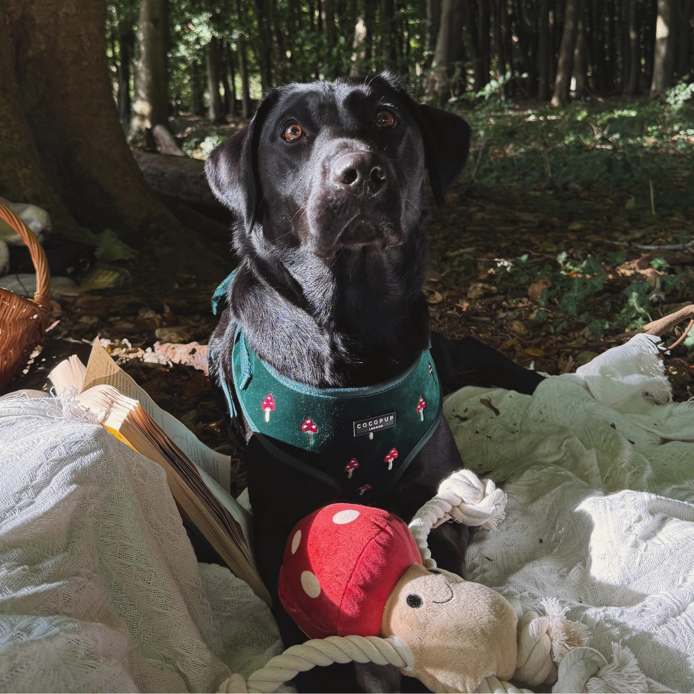 Hund mit Hundespielzeug Tallulah Toad - Cocopup London