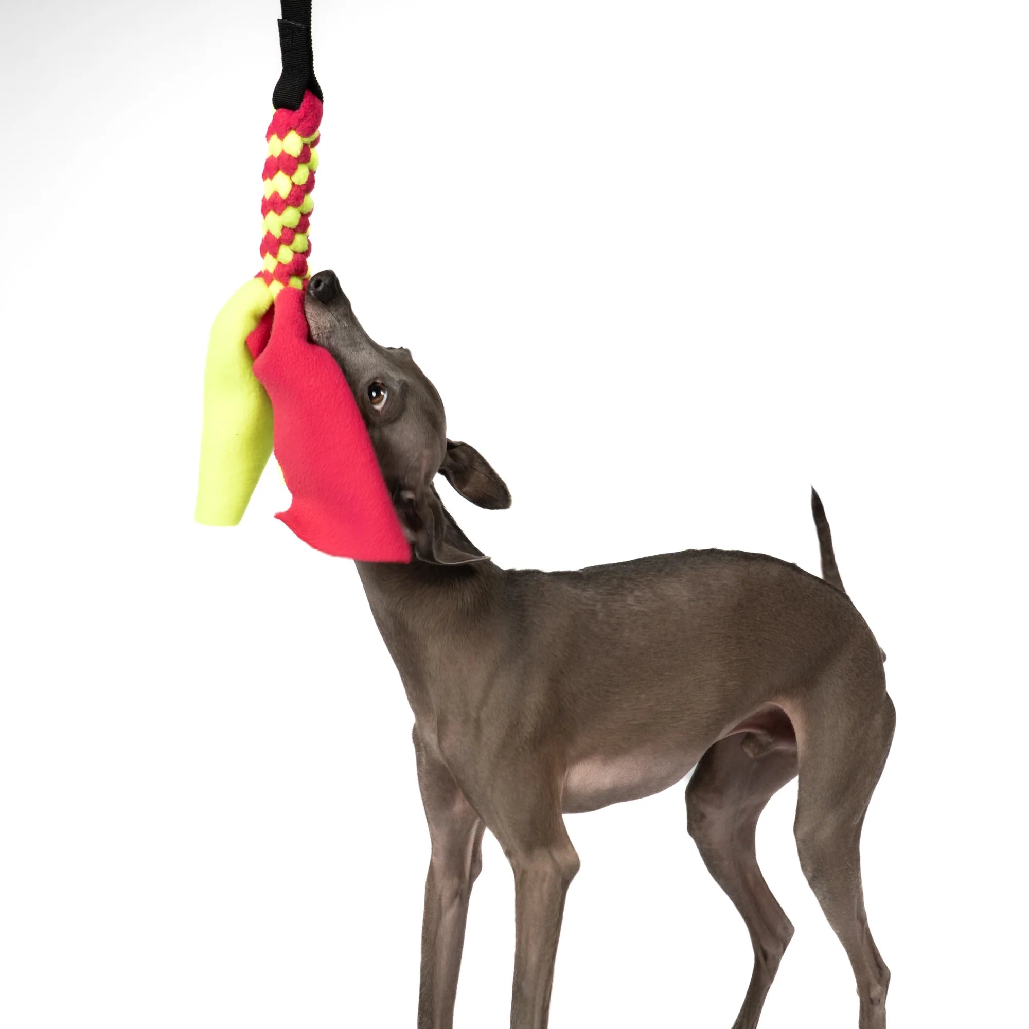 Hund mit KARMA HUND Bungee-Tau Fleece Magnet & Neon Yellow im Maul