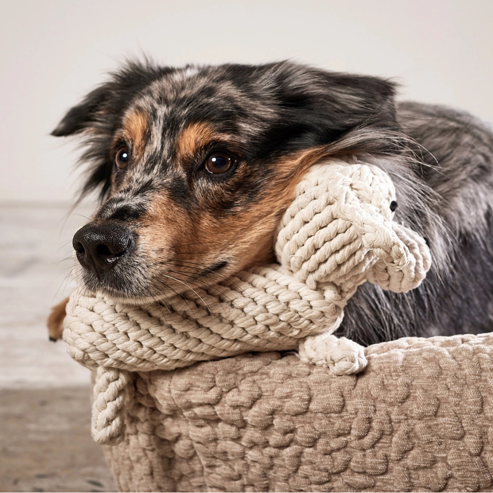 Hund mit Kopf auf Hundekauspielzeug Richie Retriever - LABONI