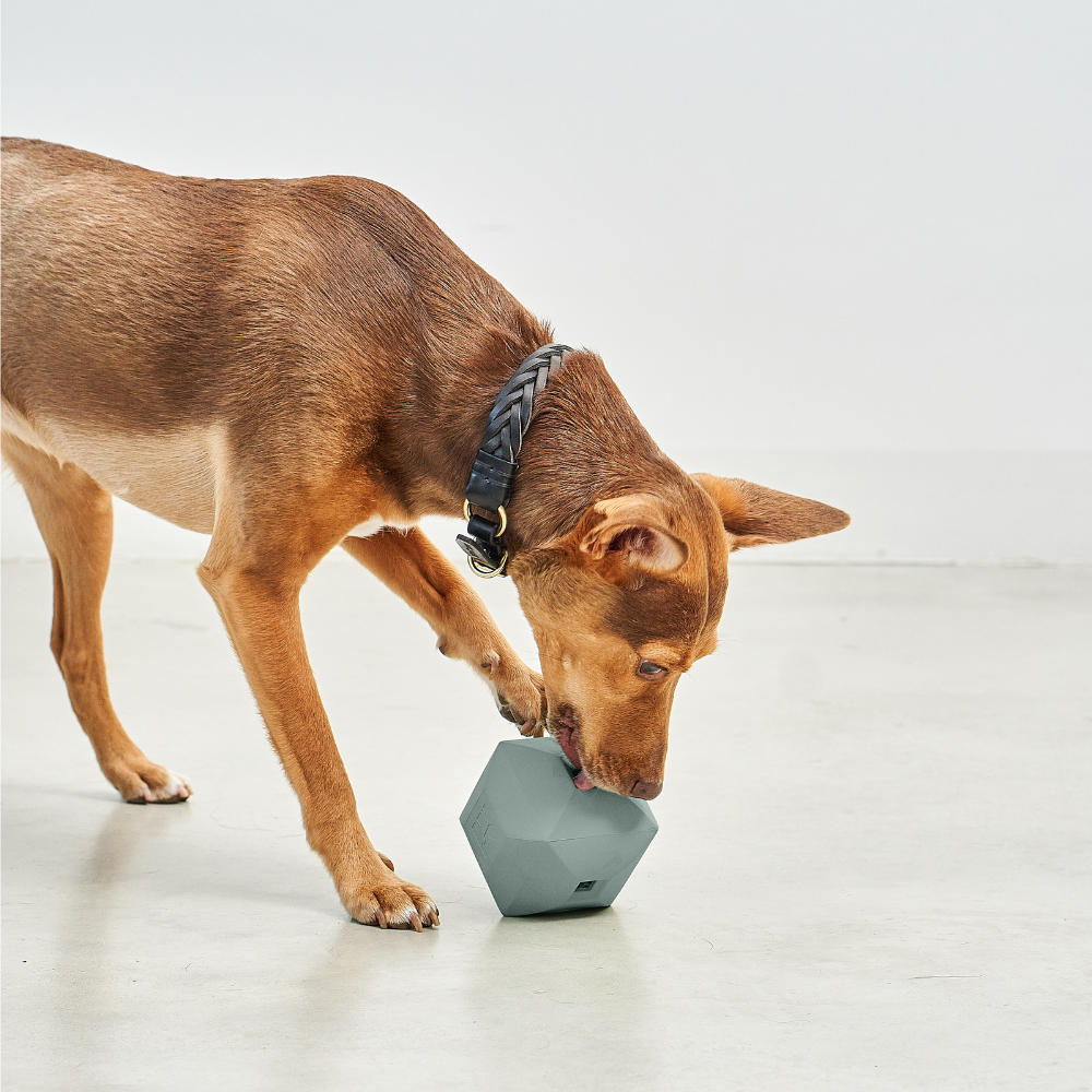 Hund mit MiaCara Dado Beschäftigungsspielzeug Eucalyptus