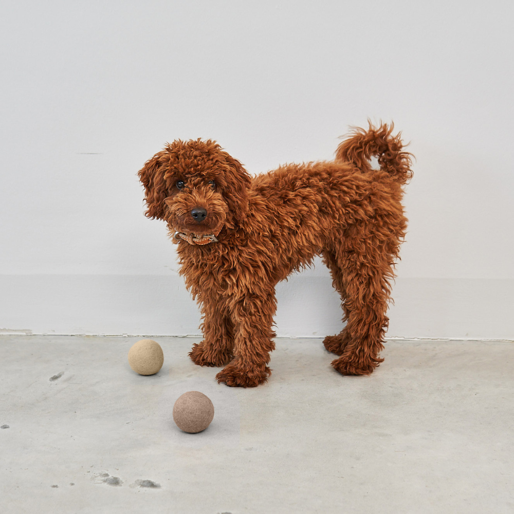 Hund mit MiaCara Globo Filz Ball Set Nougat
