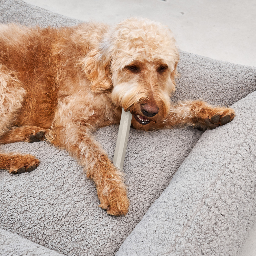 Hund mit MiaCara Ramo Apportierspielzeug Greige
