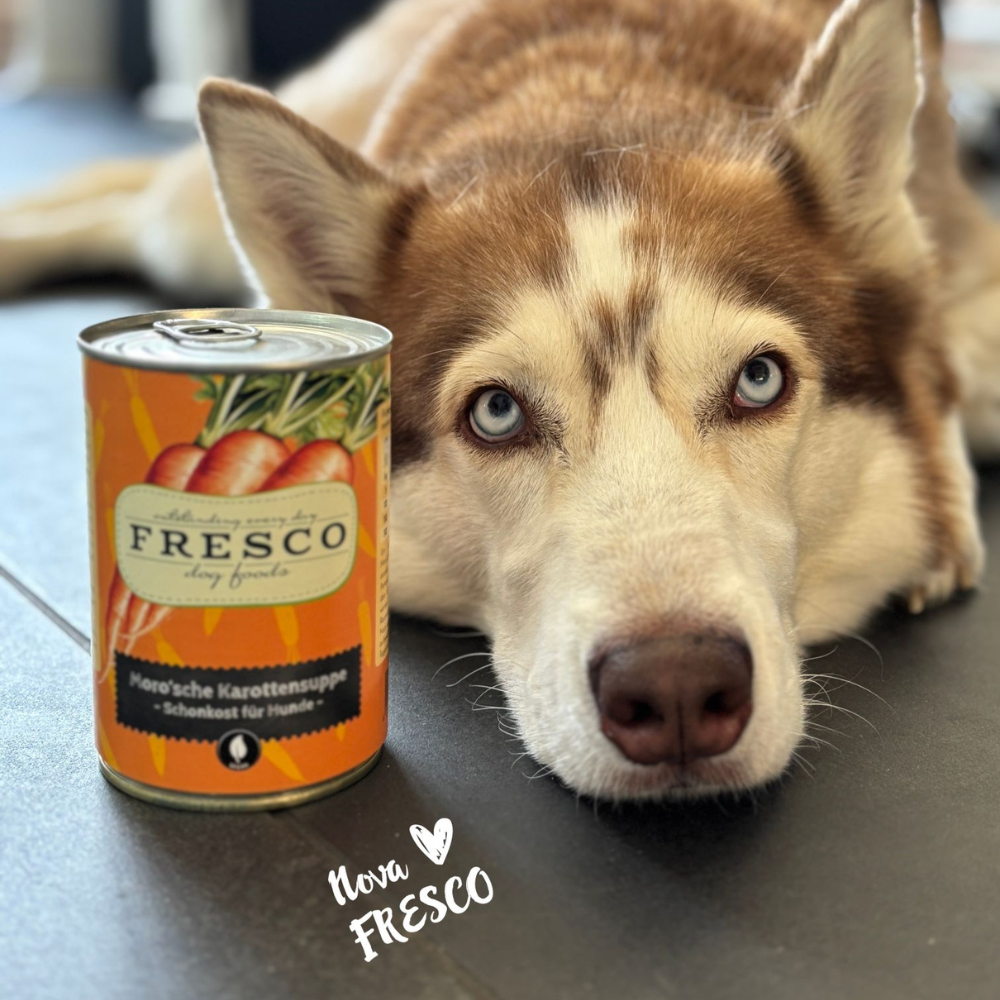 Hund mit Moro'sche Karottensuppe 400 g - FRESCO