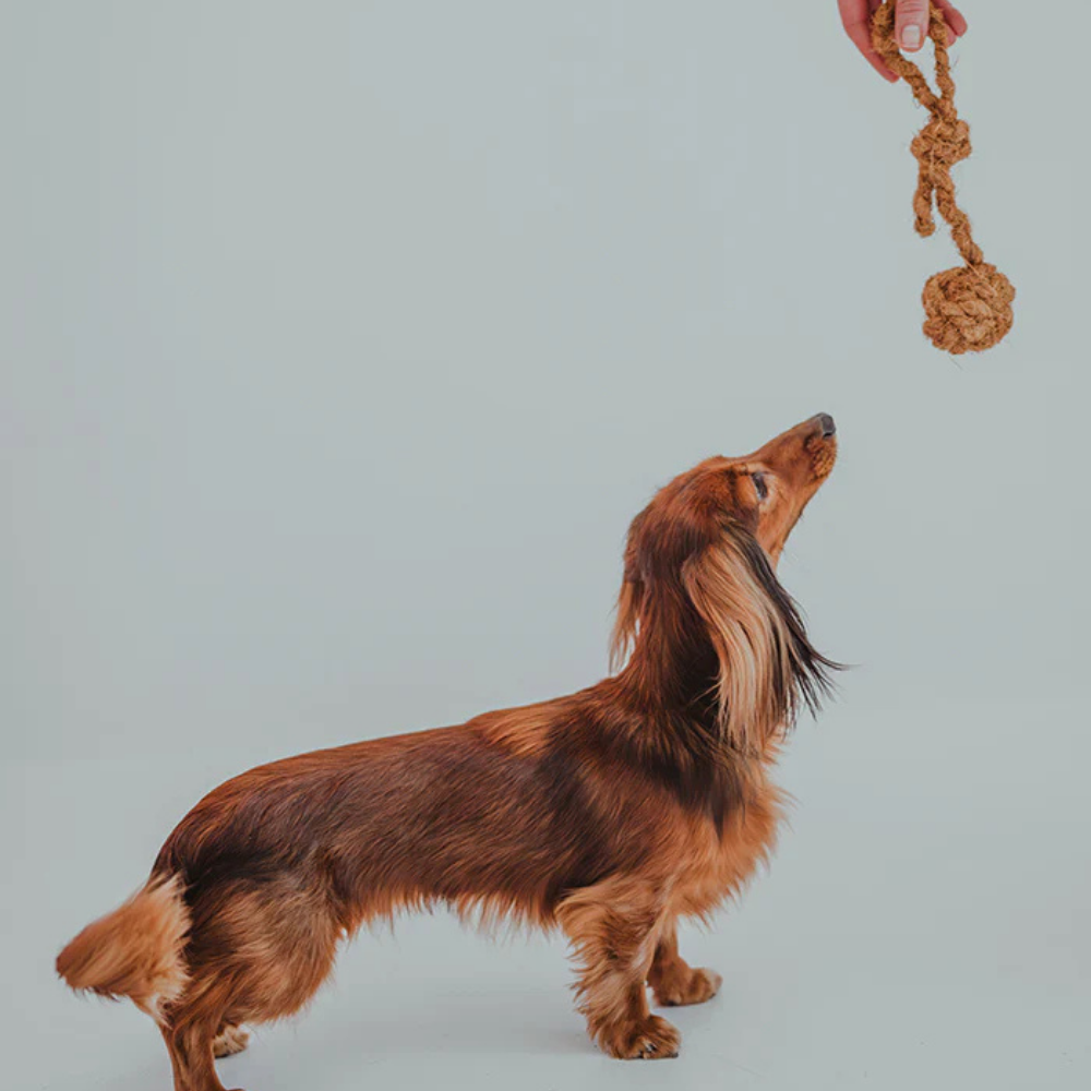 Hund mit Natürliches Kauspielzeug COCO aus Kokosfaser Ball am Kokosseil - LILLABEL