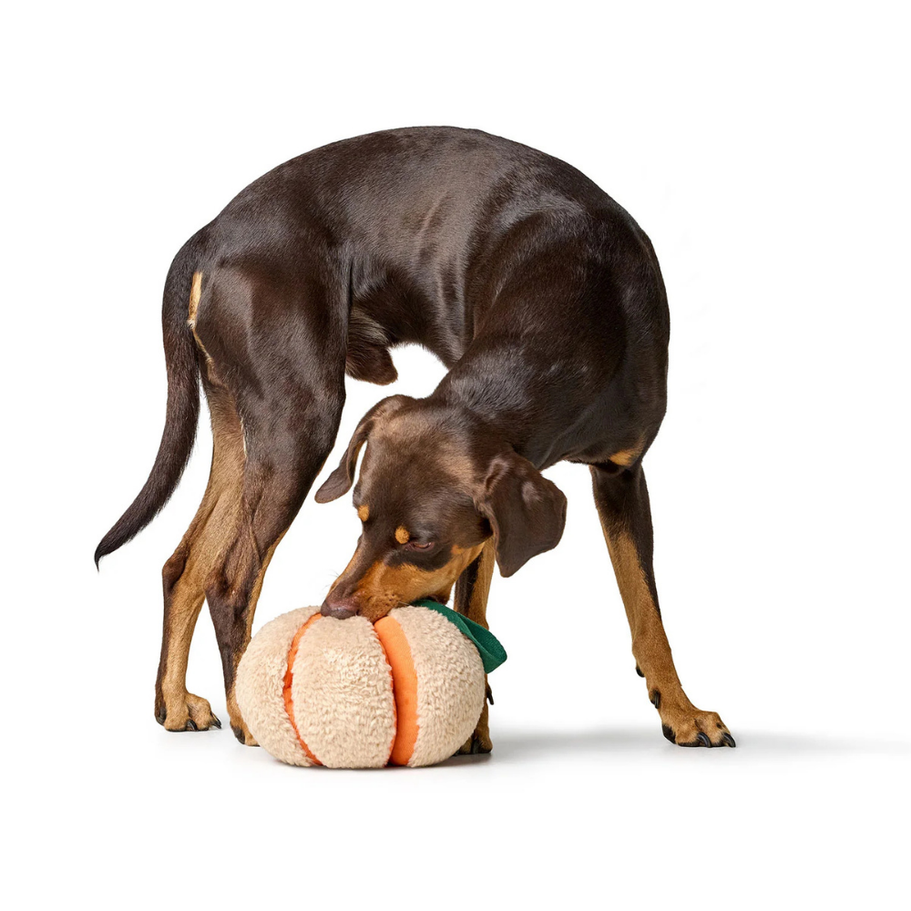 Hund mit Schnüffelspielzeug Venice Kürbis beige orange 22 cm - HUNTER
