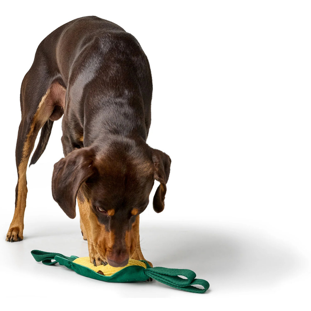 Hund mit Schnüffelspielzeug Venice Mais gelb grün 45 cm - HUNTER
