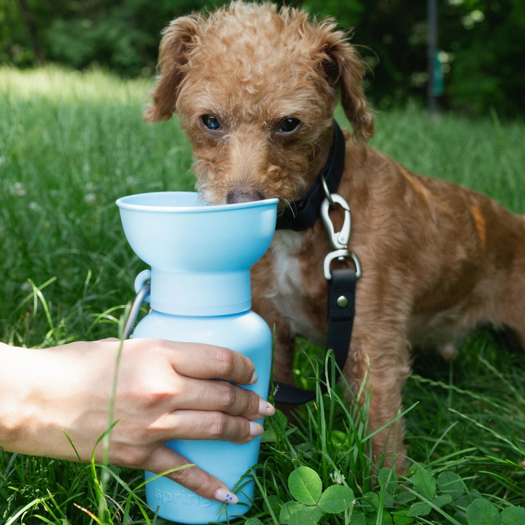 Hund mit Trinkflasche Bottle Flip Sky Blue 2 - Springer