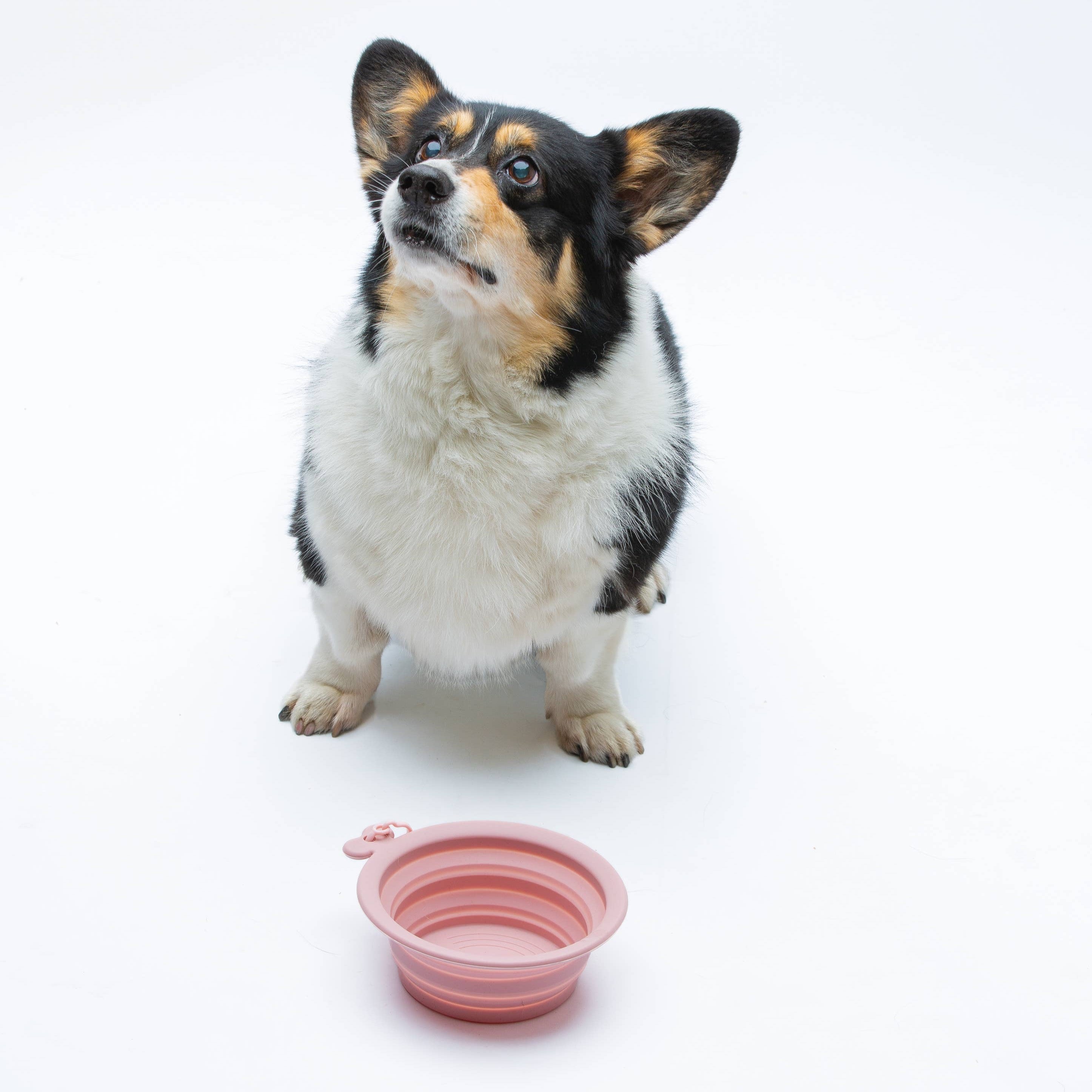 Hund mit faltbare Reisenapf aus Silikon 750 ml Rosa O Bowl - United Pets