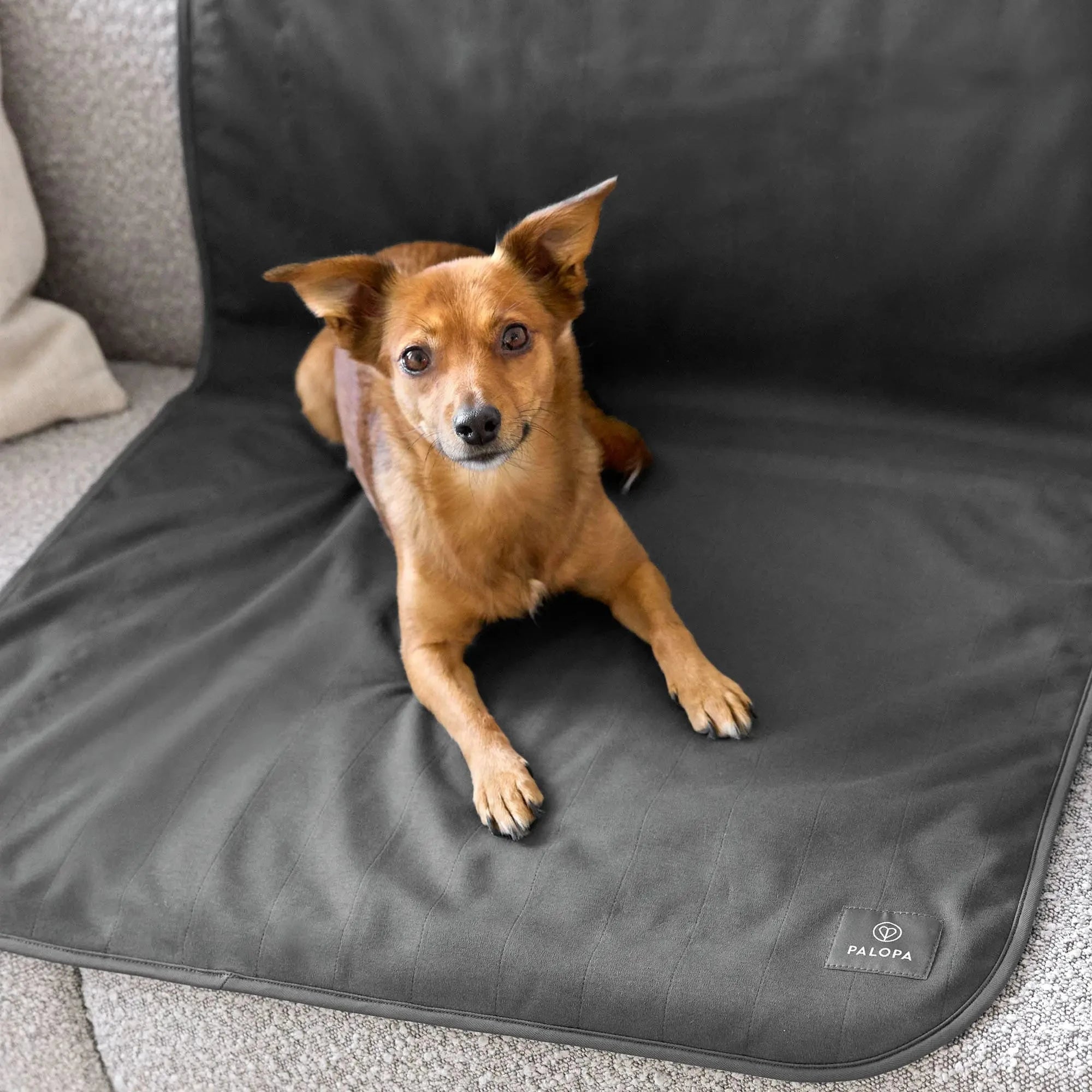 PALOPA Hunde Schutzmatte BENTI Anthrazit