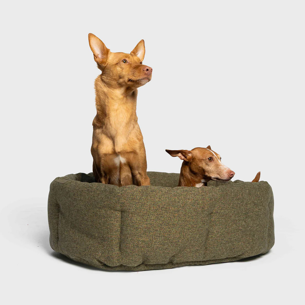 Hunde in Cloud7 Hundebett LAZY Mélange Olive Hundekissen