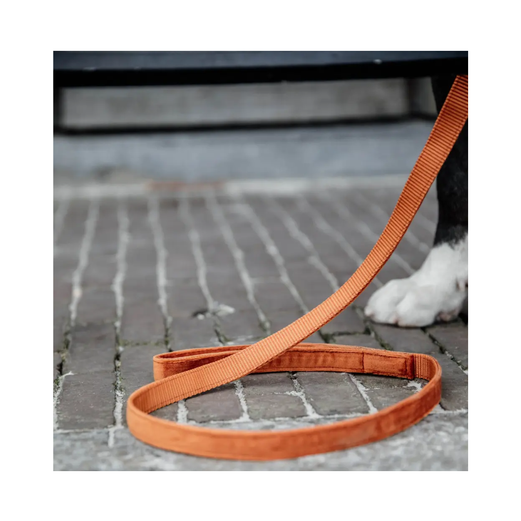 Moodbild Hundeleine VELVET Orange 120 cm - Kentucky Dogwear