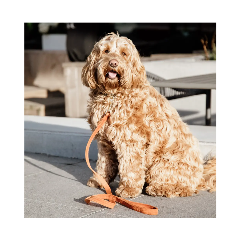 Hund an Hundeleine VELVET Orange 120 cm - Kentucky Dogwear