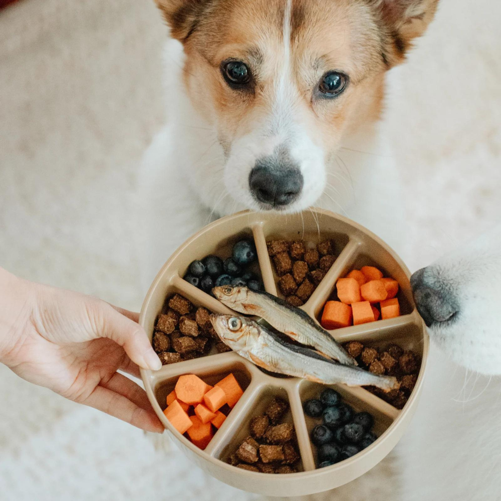 Hund mit 3-in-1 Bento Slow Feeder Dunes - Lambwolf Collective