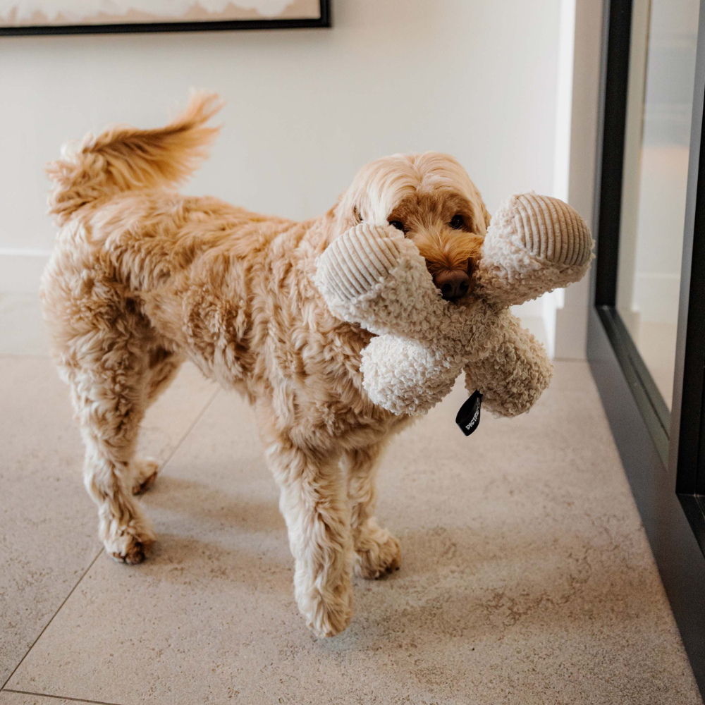 Hund mit Hunde Apportierspielzeug ZIGGY Creme - district 70