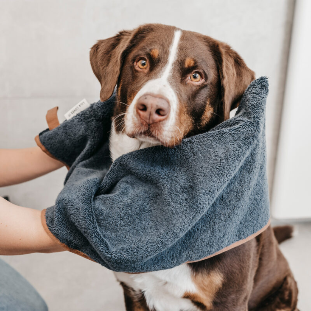 Hund mti Hundehandtuch Midnight Blue & Hazel - LILA LOVES IT