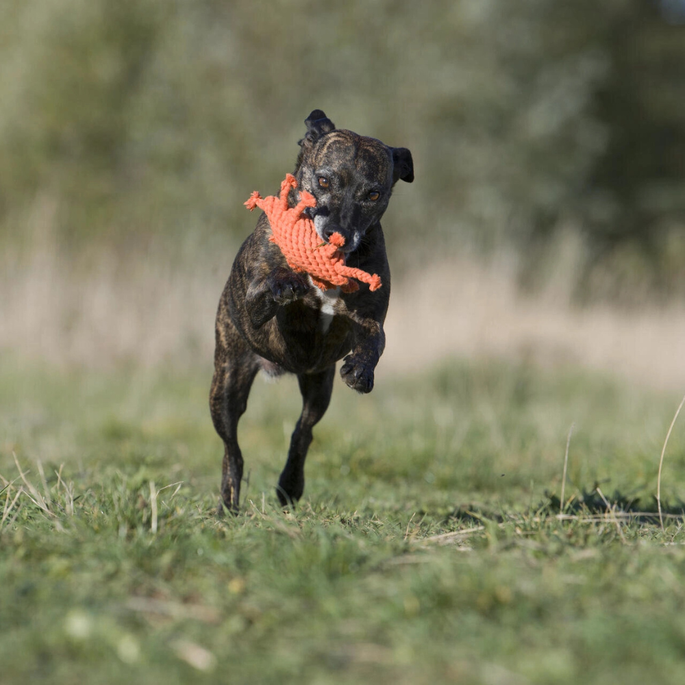 Hund mit Hundekauspielzeug Krabbe Kristof - LABONI