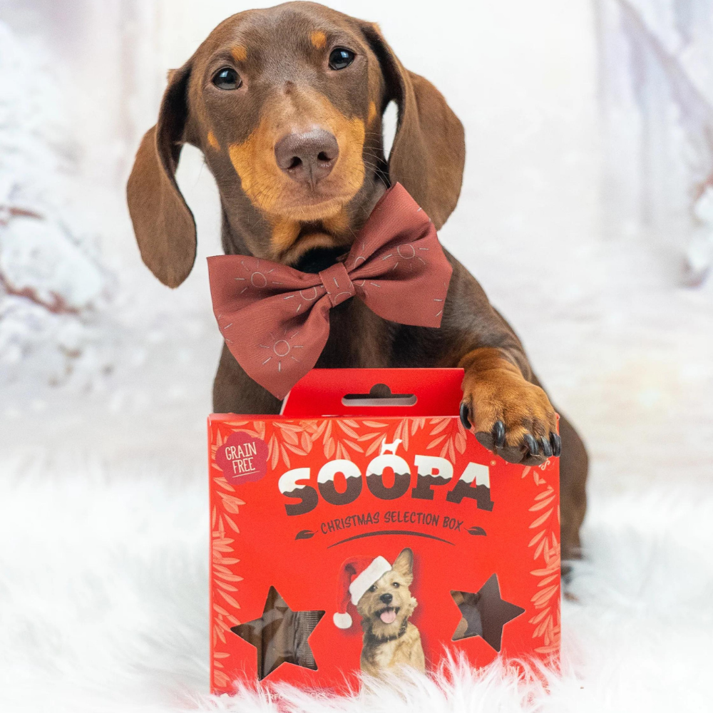 Hund mit Hundeleckerli Soopa Christmas Selection Box Cranberry & Süßkartoffel - Soopa