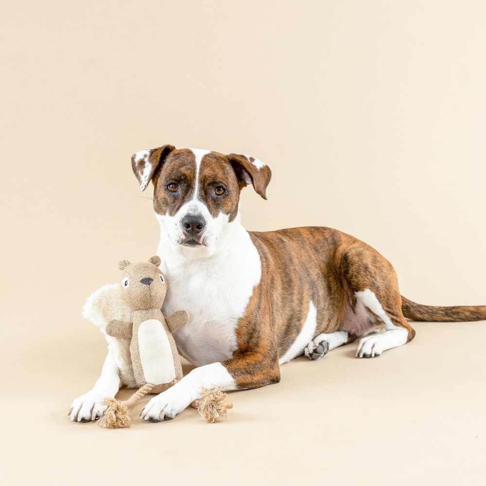 Hund mit Hundespielzeug Bring more nuts! I Earth Friendly - Petshop by Fringe Studio