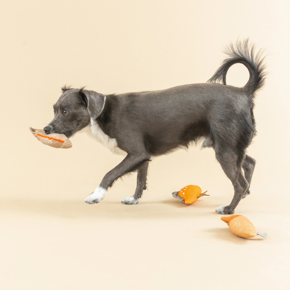 Hund mit Hundespielzeug Set We came, we saur I Earth Friendly - Petshop by Fringe Studio