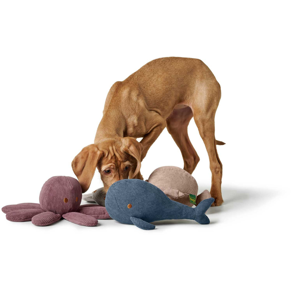 Hund mit Hundespielzeug Wales - HUNTER