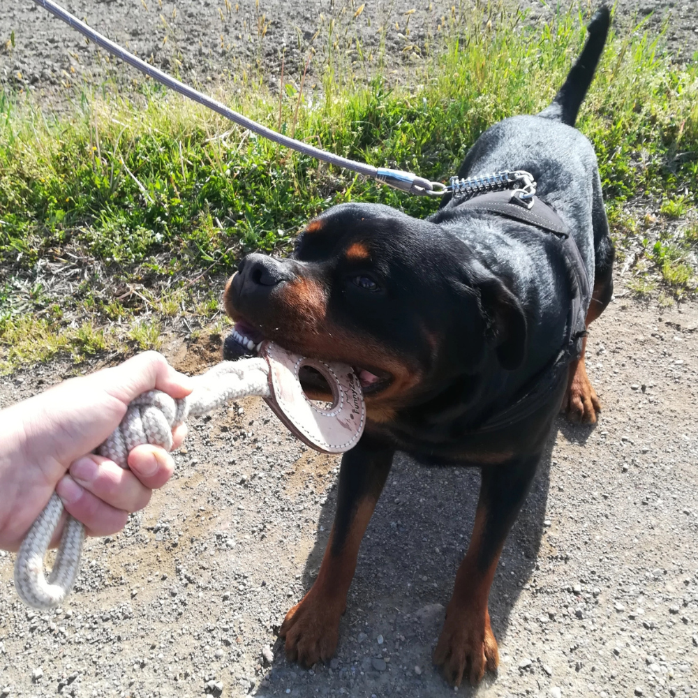 Hund mit Hundespielzeug Zergel CIRCLE aus Leder - FunnyZoo