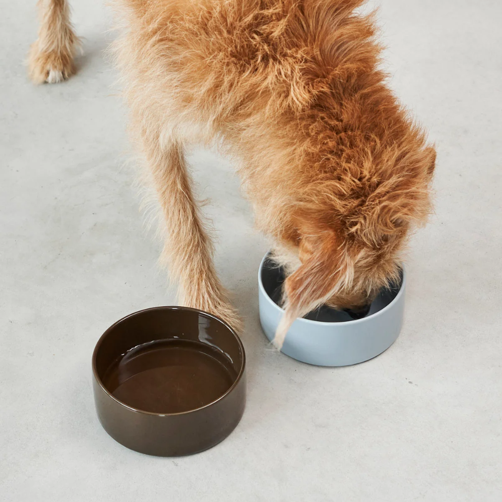 Hund mit MiaCara Scodella Napf Schokolade & Sky Blue