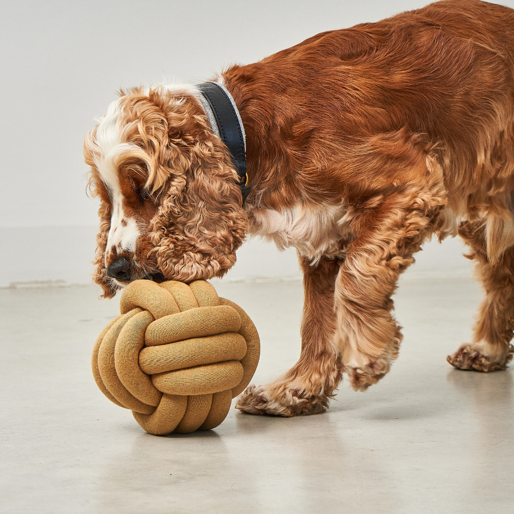 Hund mit MiaCara Tubo Beschäftigungsspielzeug Curry