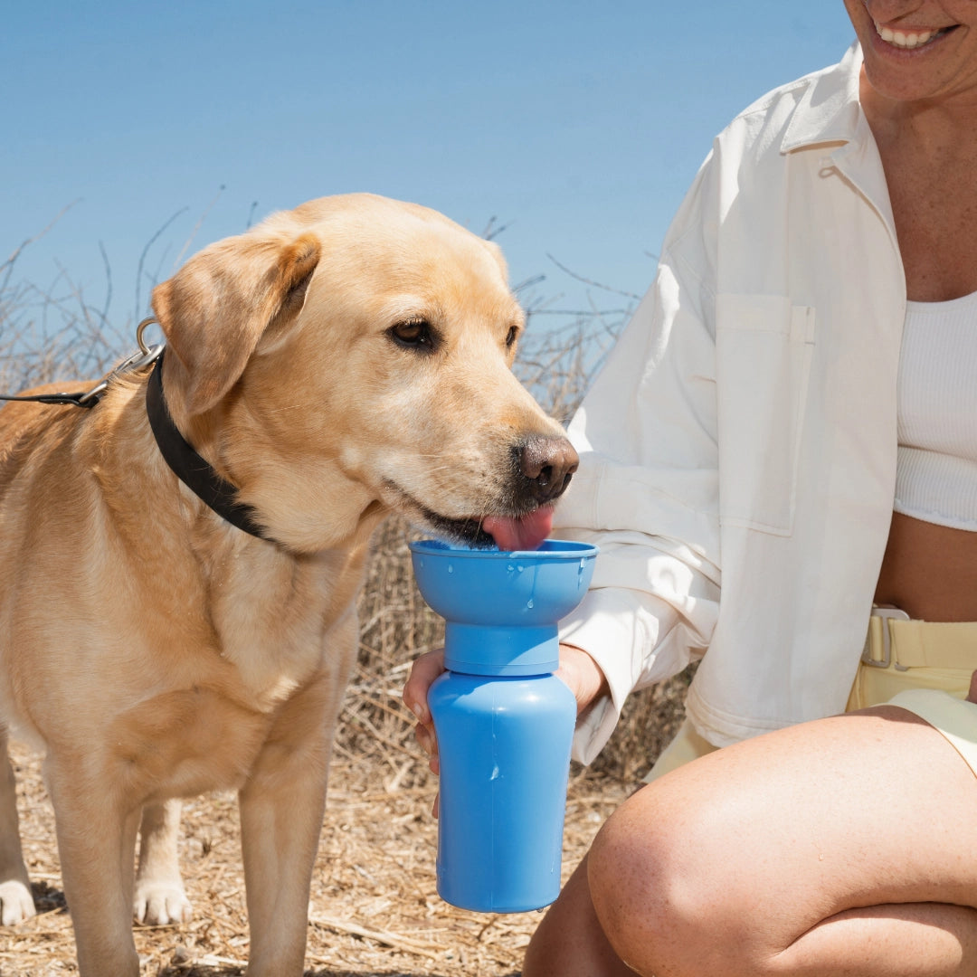 Hund mit Trinkflasche Bottle Flip Blueberry - Springer