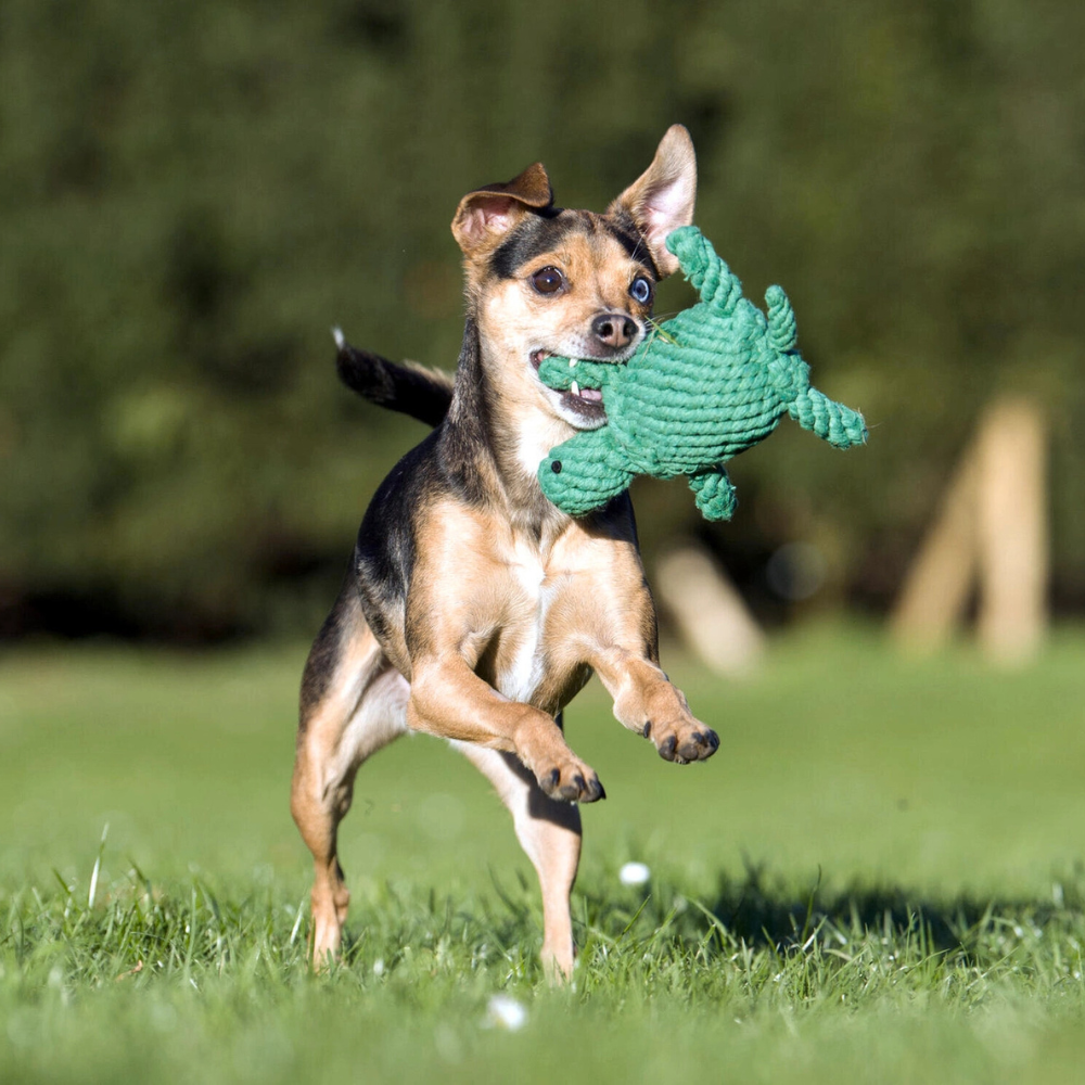 Hund mit Hundekauspielzeug Schildkröte Turtle Tina - LABONI