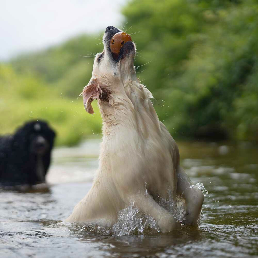Hund mit Wasser mit Hundespielzeug Rub Hole - retorn