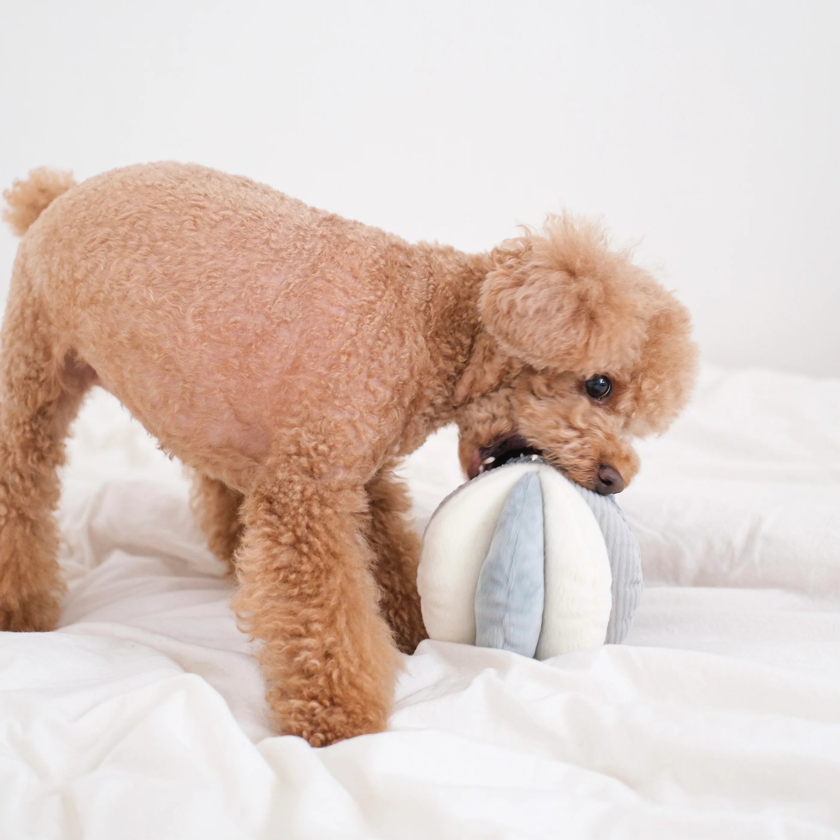 Hund mit Schnüffelball TOTO Marine 2 - Lambwolf Collective