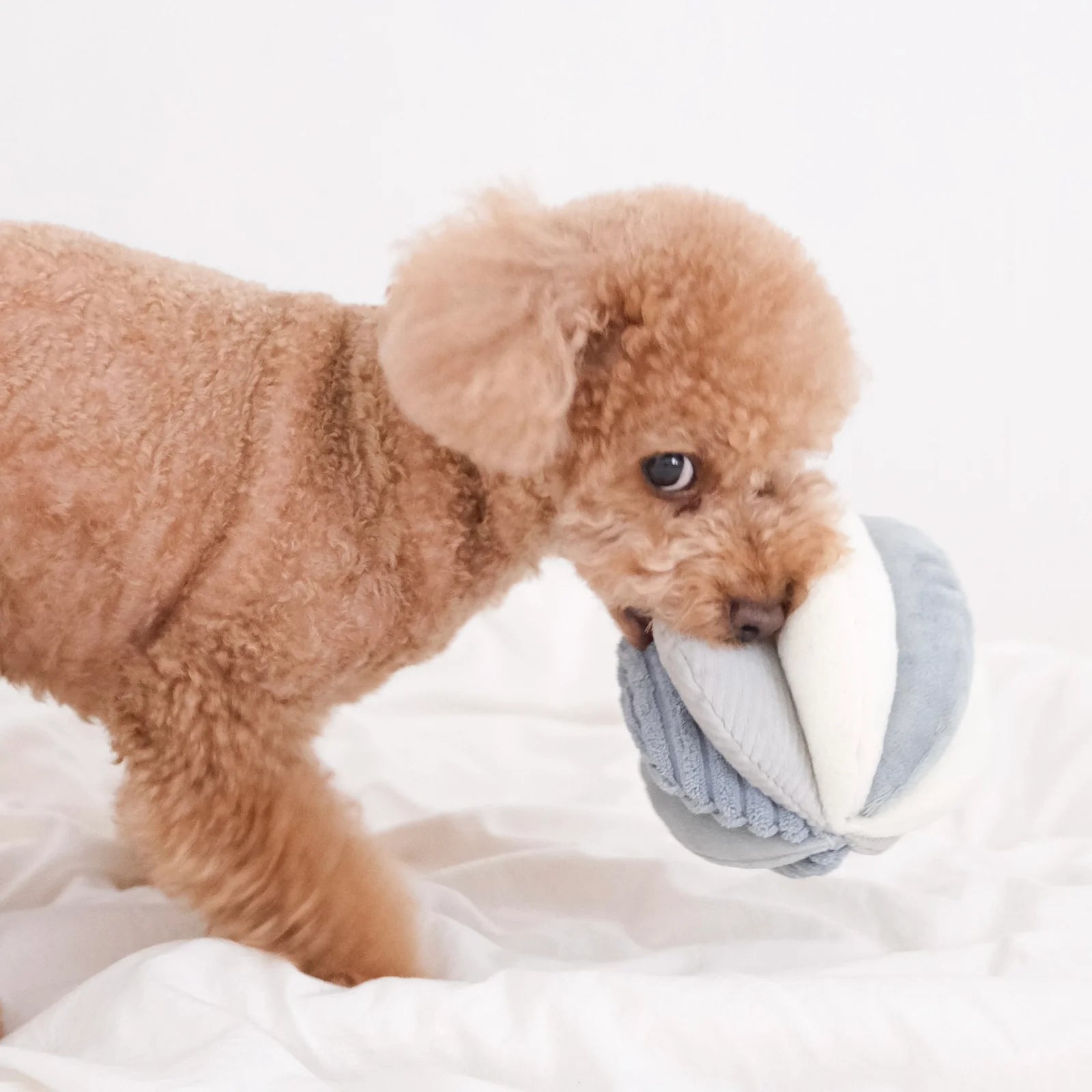 Hund mit Schnüffelball TOTO Marine - Lambwolf Collective