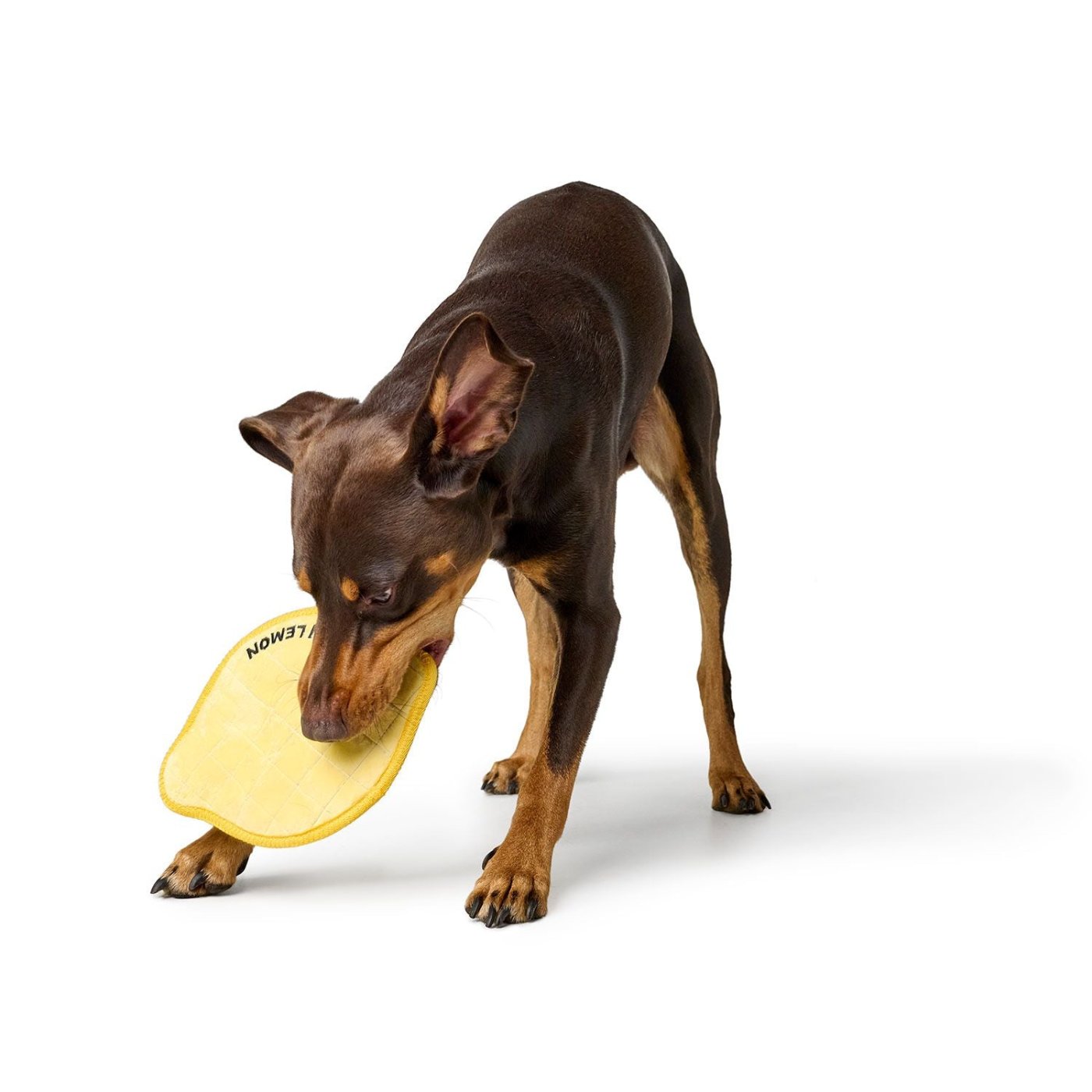 Hund mit Hundespielzeug Koloa John Lemon 25 cm - HUNTER