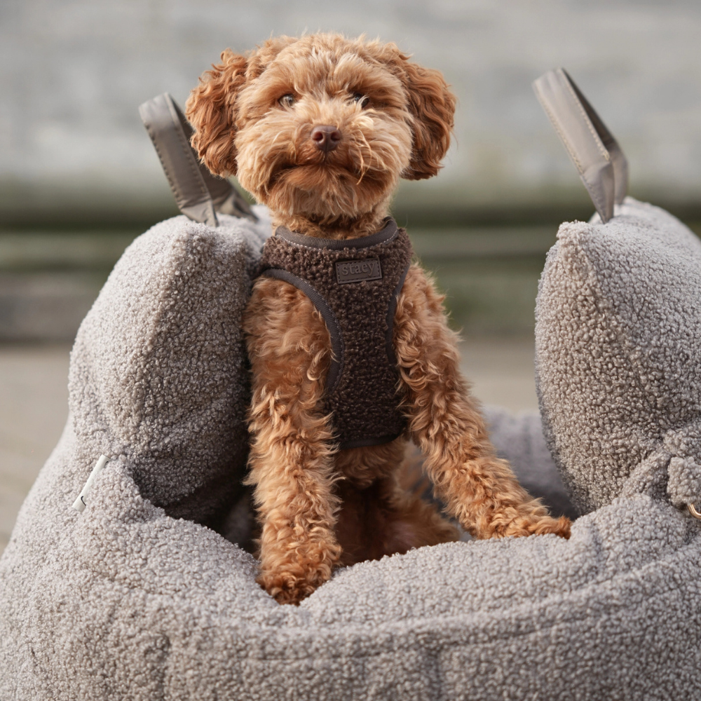 Kleiner Hund in Lara 3‑in‑1‑Autositz Teddy 2.0 tragbare Tasche - staey