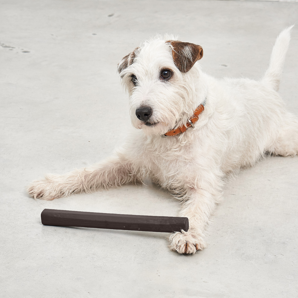 Kleiner Hund mit MiaCara Ramo Apportierspielzeug Schokolade