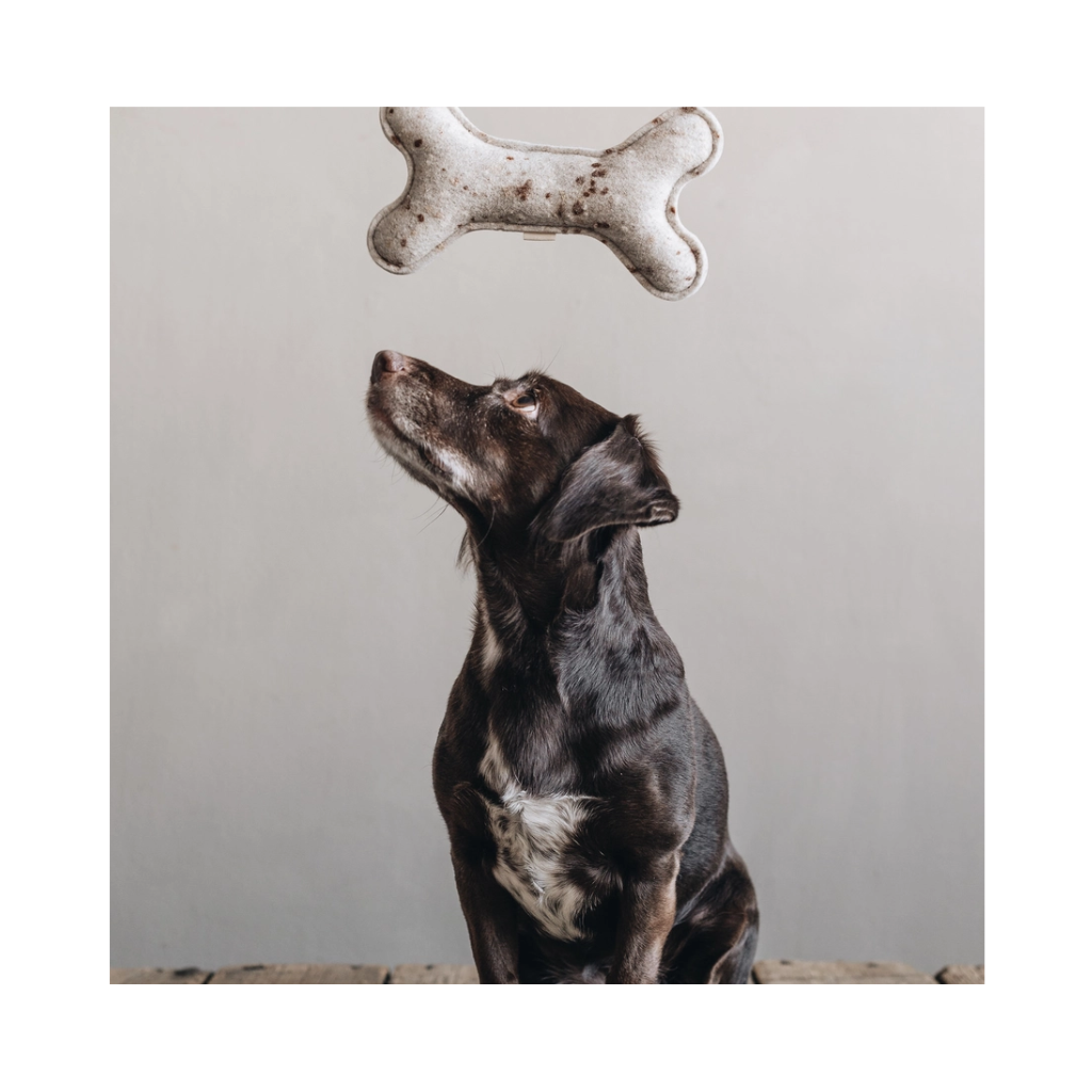 Hund mit Hundespielzeug Knochen aus Wollfilz - Band & Roll
