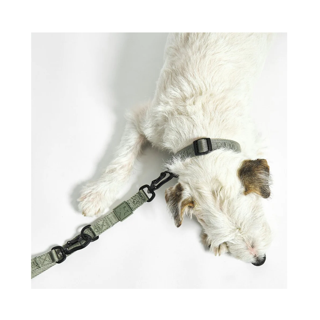 Tragebild MiaCara Hundeleine & Hundehalsband Modena Grolive von oben