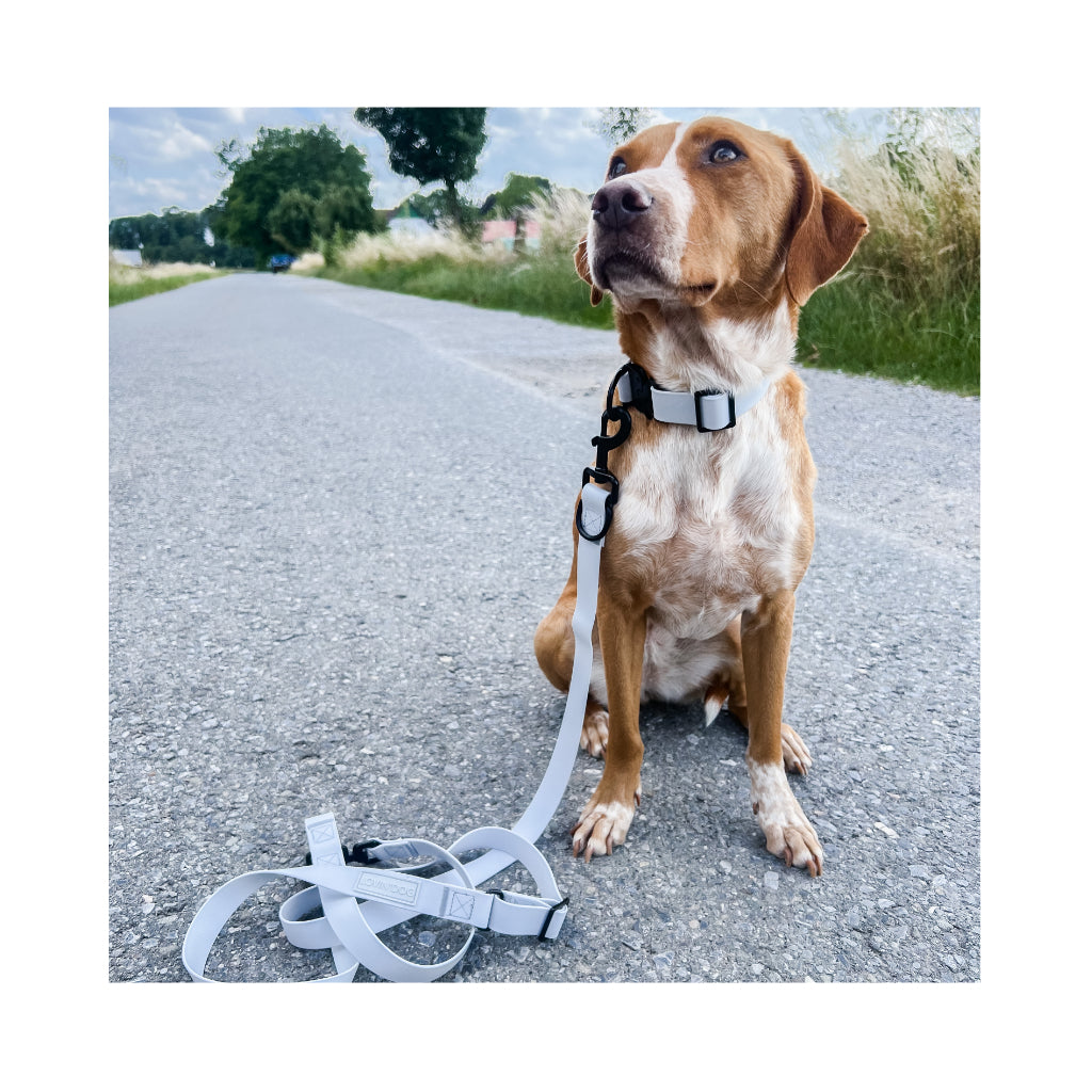Set Halsband mit Quick-Release-Schnalle und Hundeleine wasserabweisend 2.3m verstellbar Light-Grey - LOVIN'DOG