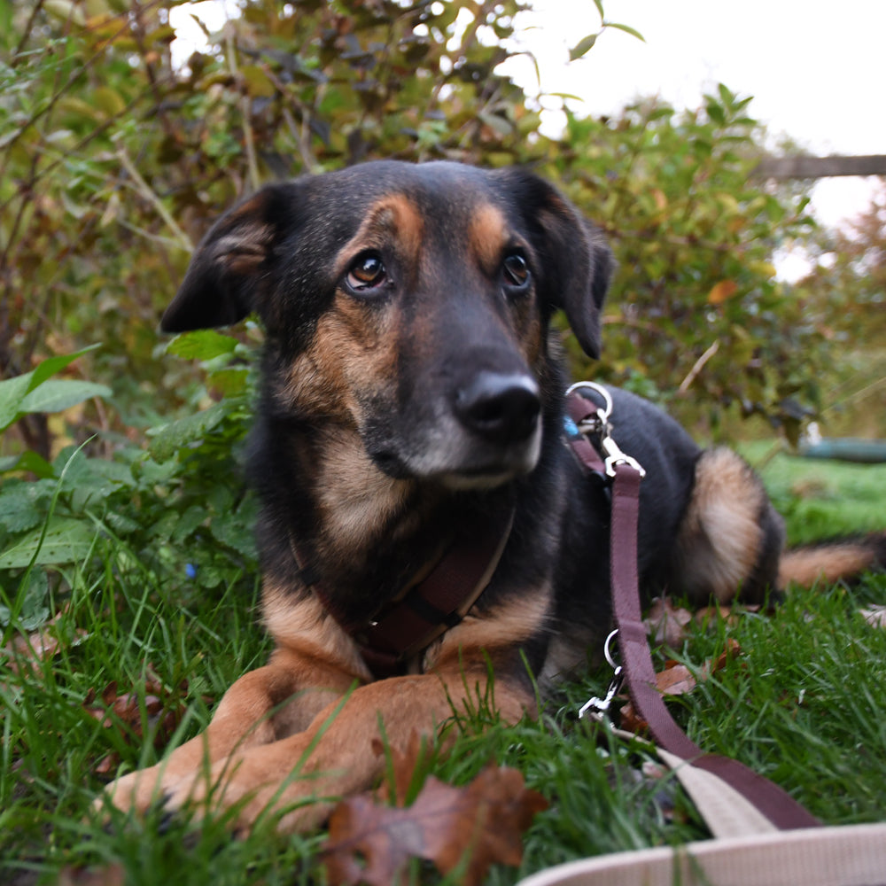 Tragebild Hund mit Führleine Bolt Fun Braun-Braun - annyx