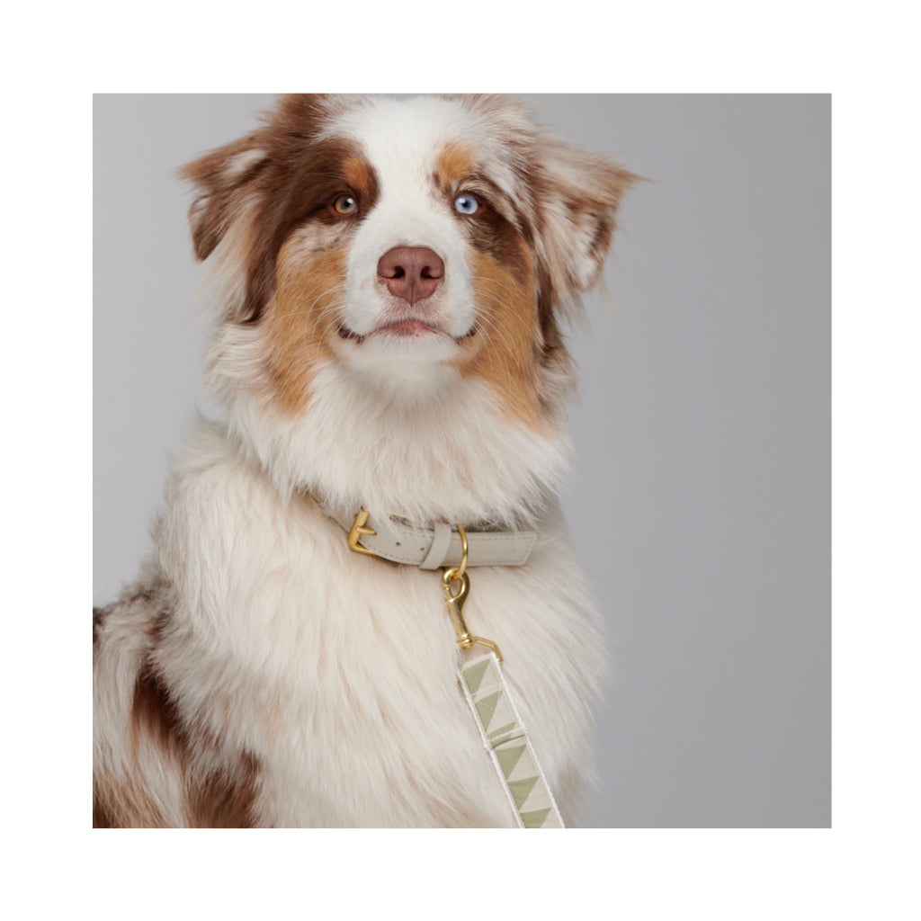 Hund mit Hundeleine & Halsband HEY Scott NICE GRILL in SAGE 3-fach verstellbar aus organischen und recycelten Fasern - BY SCOUT