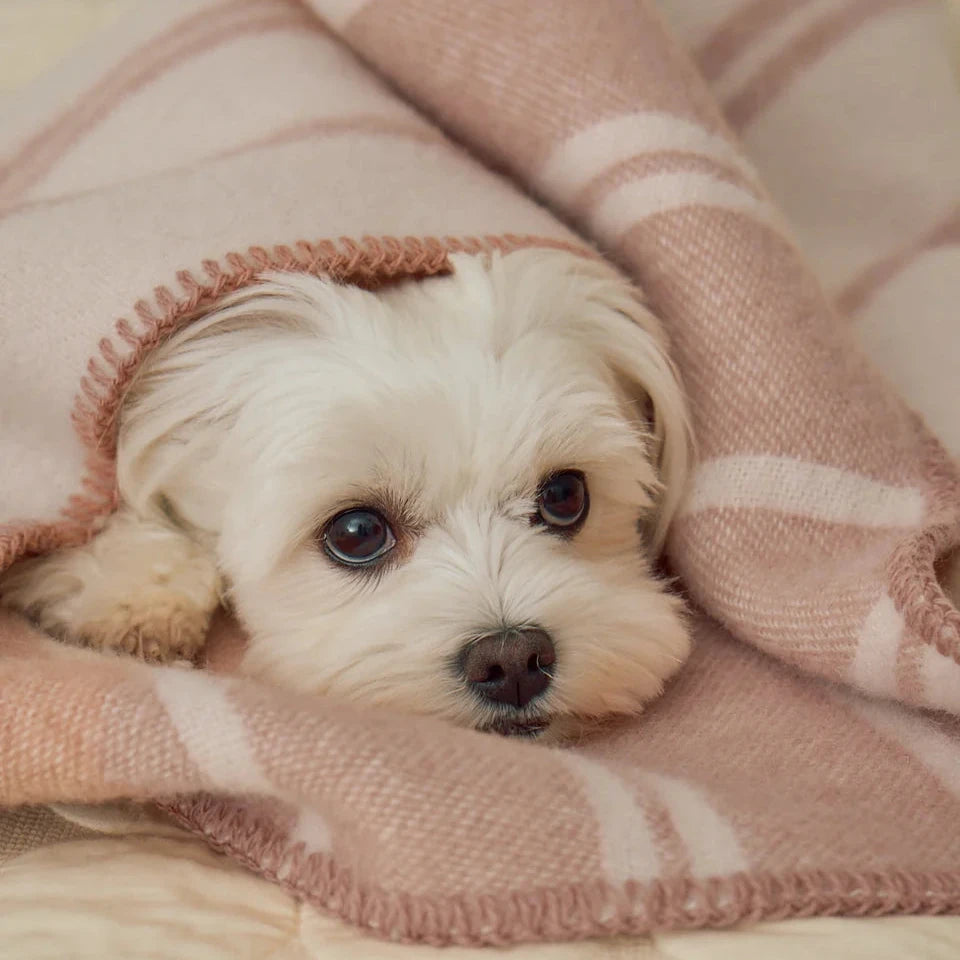 MiaCara RIGATO Hundedecke aus Wolle Blush-Creme