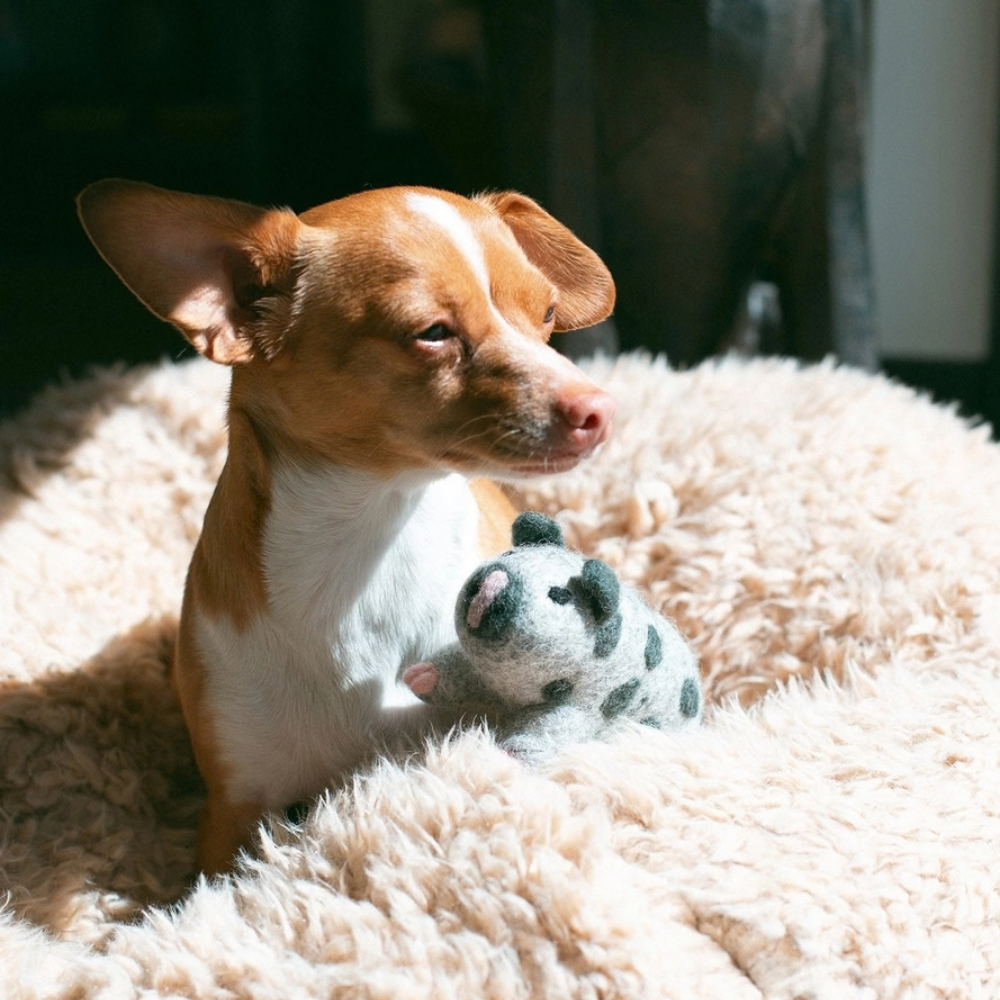 MODERNBEAST Hundespielzeug Ocho The Pig 100% Wolle Moodbild